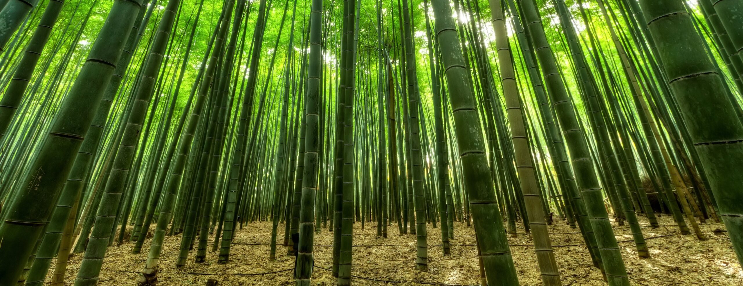 BAMBU